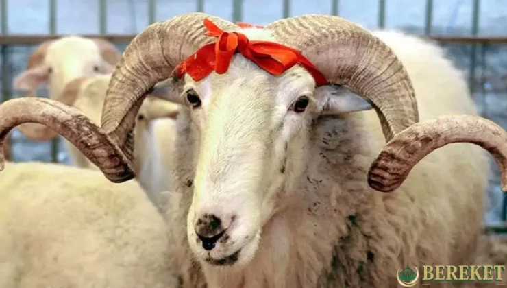 Diyanet İşleri Başkanlığı Vekaletle Kurban Kesim Bedellerini Açıkladı!