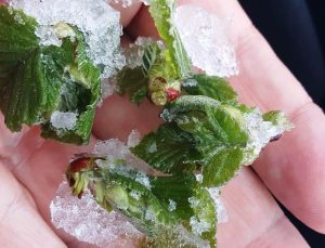 Sıcaklıklar Düşüyor, Zirai Don Nerelerde Etkili Olacak?