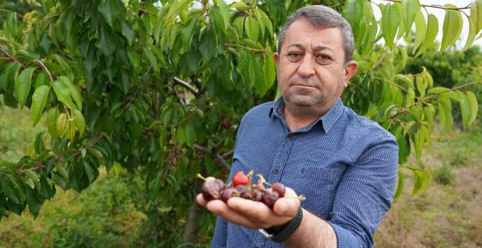 Aşırı Yağışlar Tokat’ta  Kiraz Üretimini Vurdu!